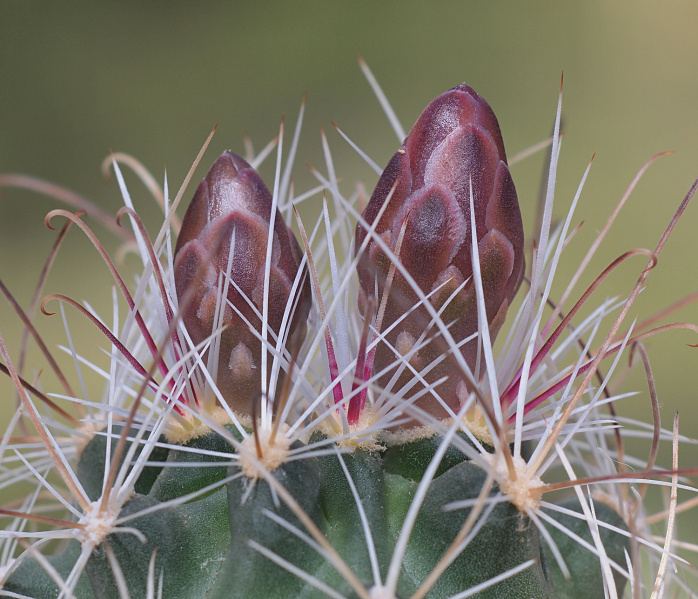 Файл:Sclerocactus nyensis RP 137.jpg