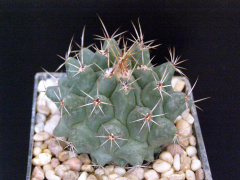 Thelocactus rinconensis var. lophothele.JPG