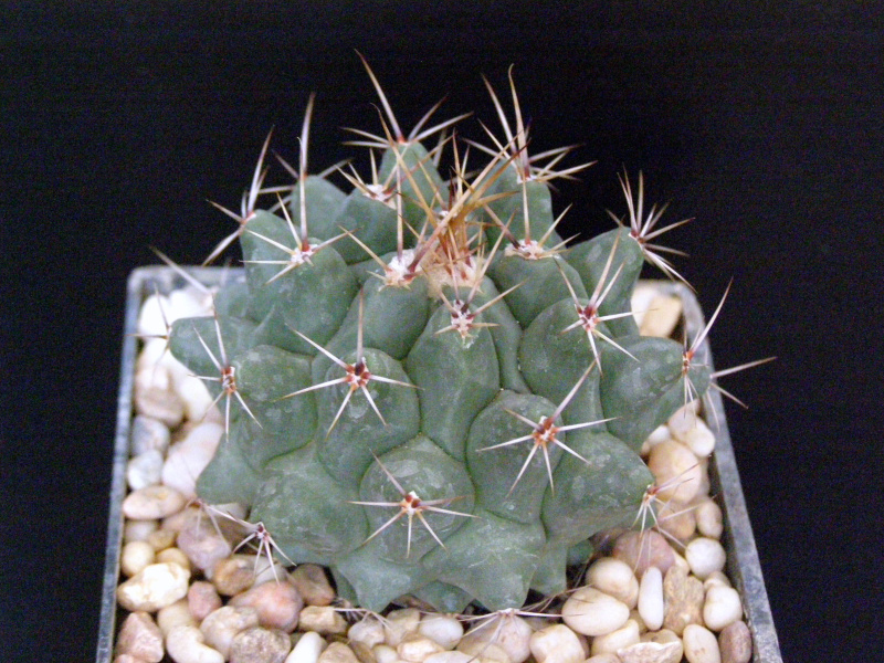 Файл:Thelocactus rinconensis var. lophothele.JPG