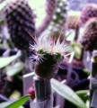 Turbinicarpus graminispinus 2.jpg