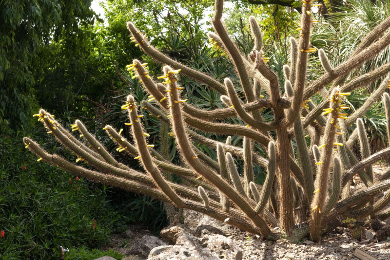 Файл:Cleistocactus ritteri 0.jpg