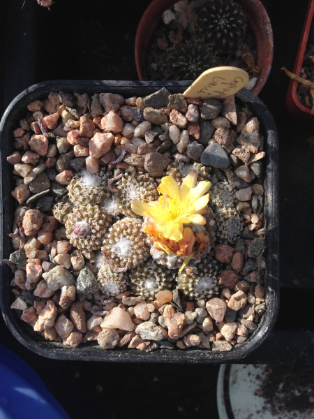 Файл:Copiapoa hypogaea ssp. laui 3.jpg