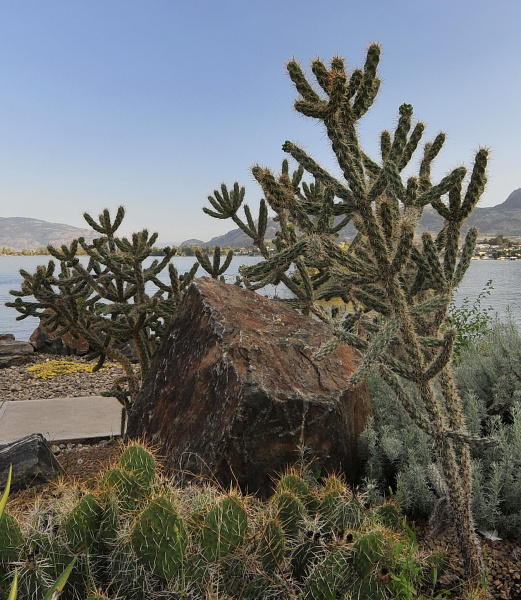Файл:Cylindropuntia imbricata 2.JPG