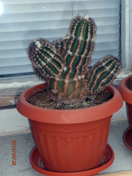Файл:Echinocereus reichenbachii ssp. reichenbachii 7.JPG