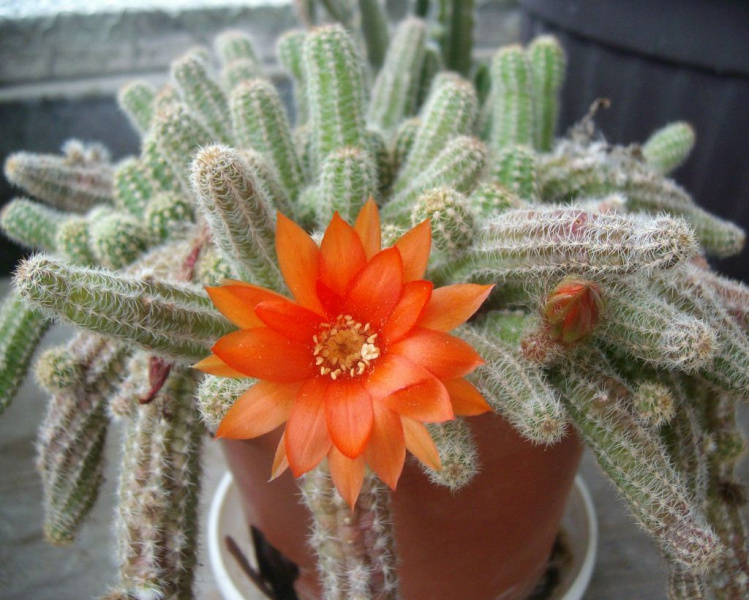 Файл:Echinopsis chamaecereus.JPG