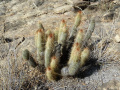 Cleistocactus hyalacanthus ssp. tarijensis