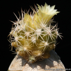 Escobaria cubensis 7259.jpg