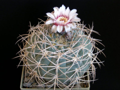 Gymnocalycium spegazzinii ssp. cardenasianum 4.jpg