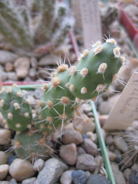 Файл:Maihueniopsis glomerata 1.jpg