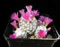 Mammillaria humboldtii 5.jpg