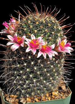 Mammillaria mainiae 1603.jpeg