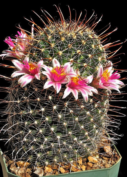 Файл:Mammillaria mainiae 1603.jpeg