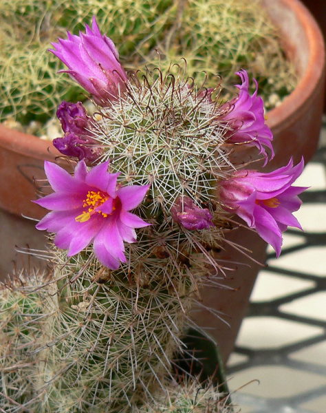 Файл:Mammillaria mazatlanensis 2.jpg