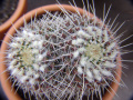 Mammillaria nejapensis o Ez Co.jpg