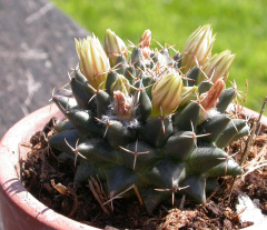 Mammillaria winterae ssp. aramberri 0.jpg