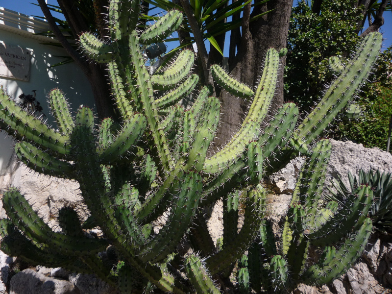 Файл:Myrtillocactus cochal 4.jpg