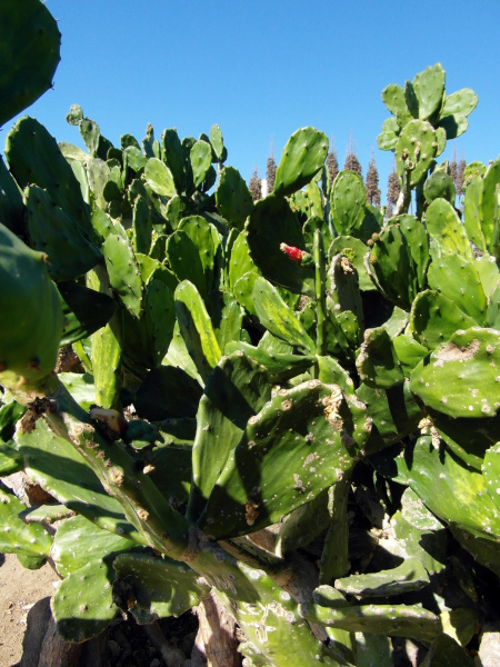 Файл:Nopalea cochenillifera 1.JPG