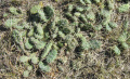 Opuntia fragilis