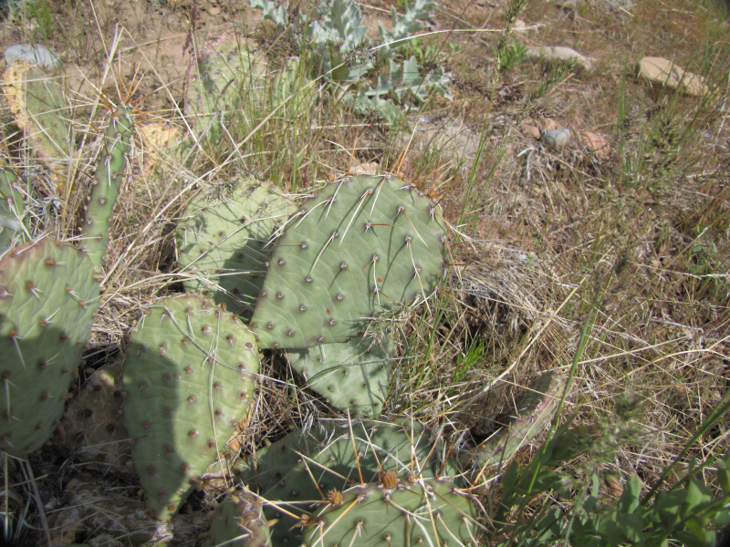 Файл:Opuntia macrorhiza 2.jpg