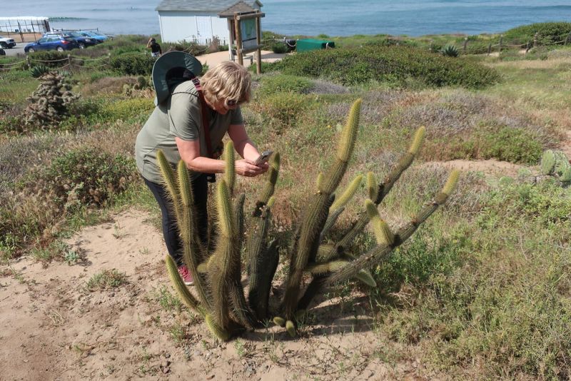 Файл:Bergerocactus emoryi 949.jpg