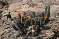 Brachycereus nesioticus - wikipedia.jpg