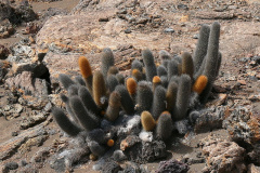 Brachycereus nesioticus - wikipedia.jpg