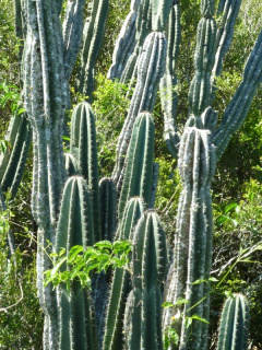 Cereus hildmannianus ssp. hildmannianus 3.JPG