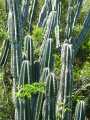 Cereus hildmannianus ssp. hildmannianus