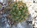 Coryphantha octacantha 01.jpg