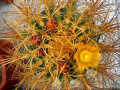 Ferocactus cylindraceus va. eastwoodiae.jpg