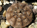 Gymnocalycium ragonesei L 472