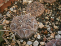 Gymnocalicium bortii v. nogolense VG684.JPG