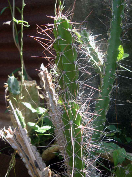 Файл:Leptocereus sylvestris 2.jpg