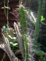 Leptocereus sylvestris