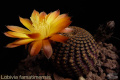 Echinopsis famatimensis