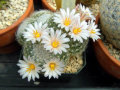 Mammillaria lenta 4.jpg