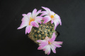 Mammillaria napina ML273 20140411.JPG