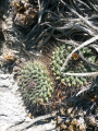 Mammillaria winterae 2.jpg