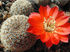 Rebutia albipectinata.jpg