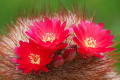 Rebutia steinbachii ssp. tiraquensis