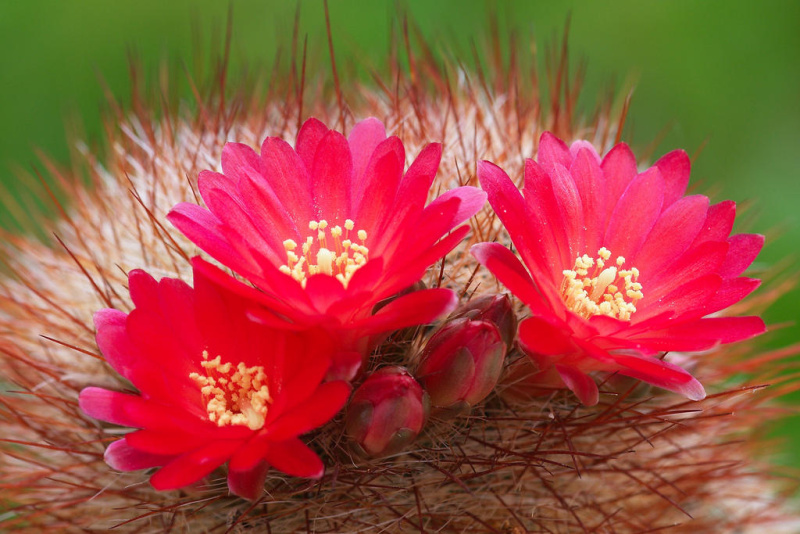 Файл:Rebutia steinbachii ssp. tiraquensis 02.jpg