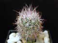 Sclerocactus johnsonii