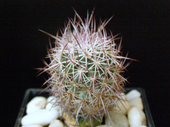 Sclerocactus johnsonii.jpg