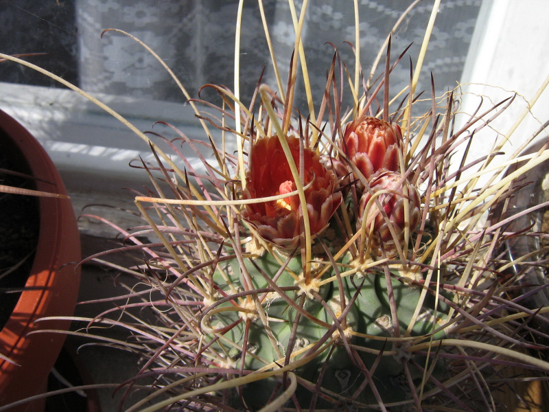 Файл:Sclerocactus uncinatus ssp. wrightii 3.JPG