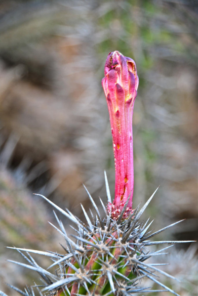 Файл:Stenocereus gummosus 01.jpg