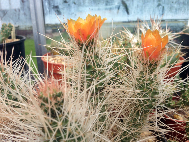 Файл:Tephrocactus weberi 3.jpg