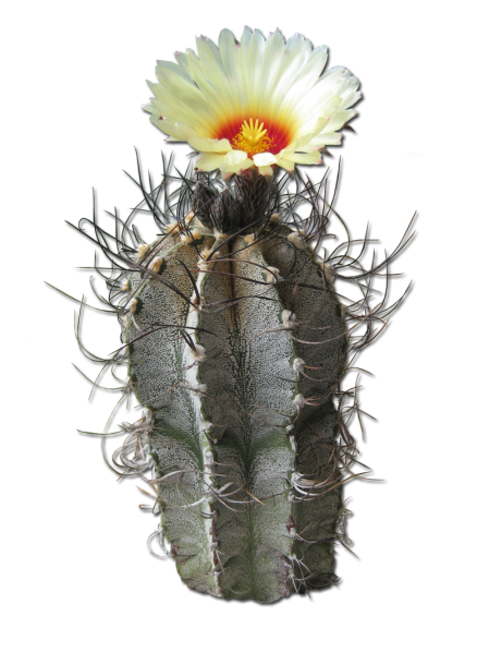 Файл:Снимка на месец февруари.png