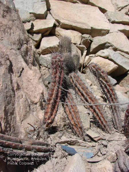 Файл:Corryocactus aureus.jpg