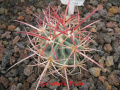 Echinocactus polycephalus ssp. xeranthemoides 1.jpg