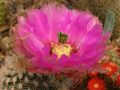 Echinocereus reichenbachii ssp. reichenbachii var. albispinus.jpg